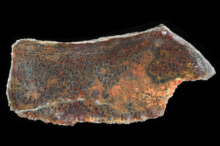 Polished Dinosaur Bone (Gembone) Section - Colorado #72993
